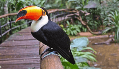 Bird Park & Aquarium Tour